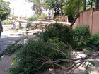 Árvore cai com ventania e bloqueia avenida do Selmi Dei, em Araraquara