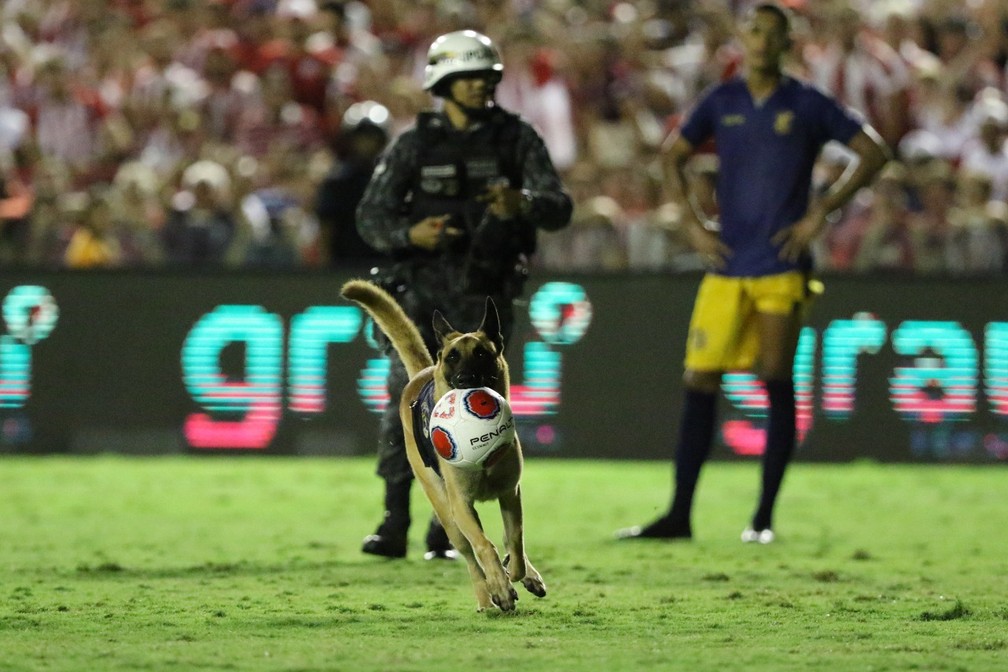 Cachorro policial entra em campo e rouba a bola em Náutico x Retrô — Foto: Marlon Costa / Pernambuco Press