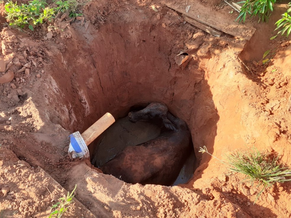 Vaca ficou atolada em fossa de esgoto em Parapuã (SP) — Foto: Corpo de Bombeiros