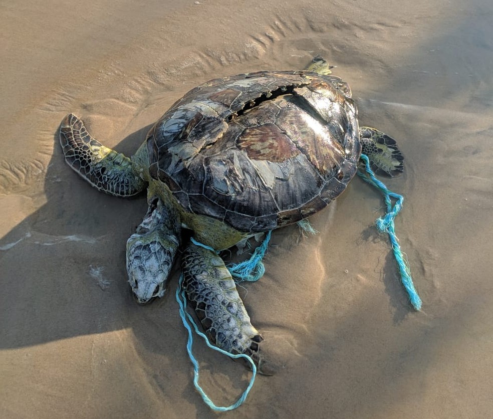 Tartaruga-verde foi encontrada sem vida em Coruripe. — Foto: Divulgação/Instituto Biota