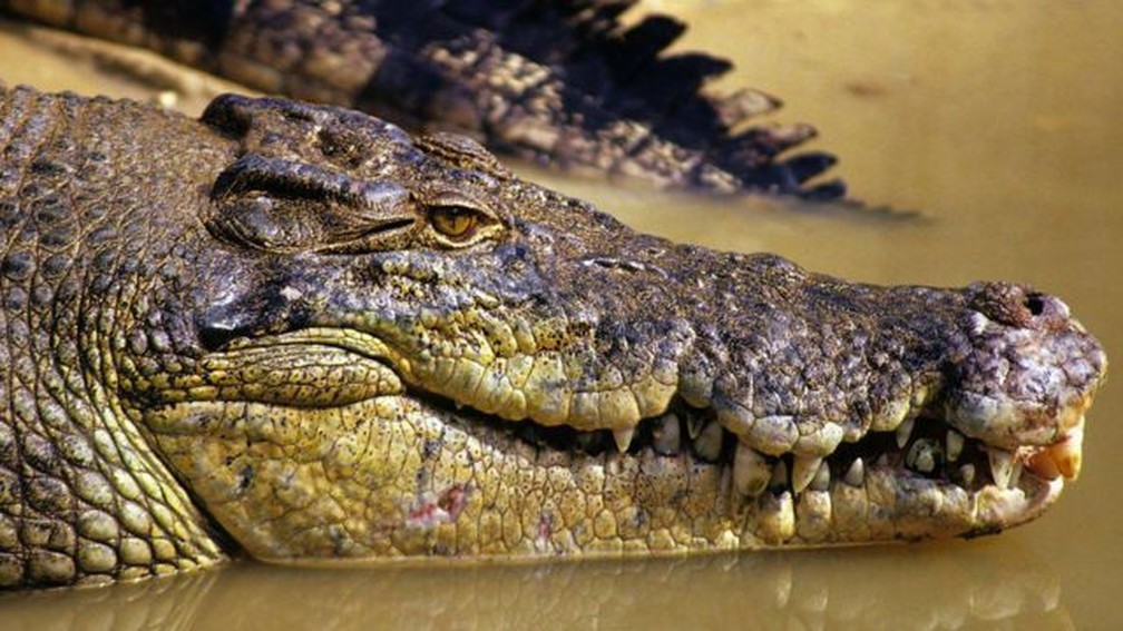 Corpo de pescador desaparecido é encontrado dentro de crocodilo na Austrália