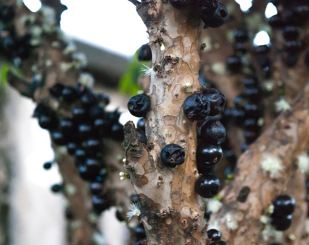 Chegada da primavera abre temporada de jabuticaba — Foto: Reprodução/Internet