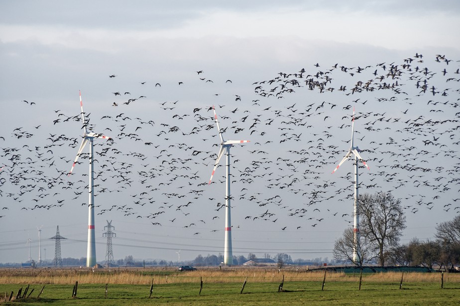 Gansos voando próximo de turbinas eólicas na Alemanha