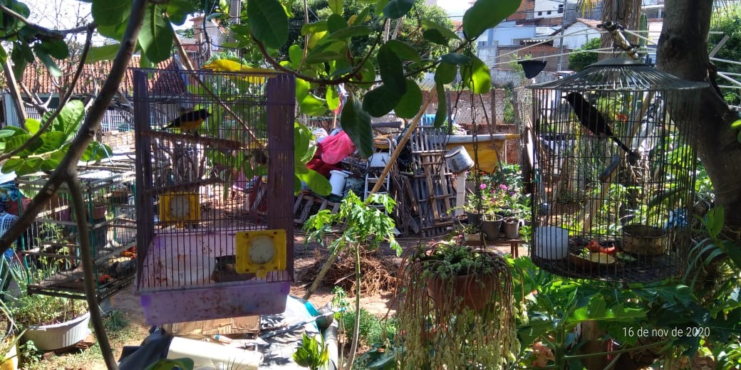 Homem é multado em R$ 7 mil por manter aves silvestres em cativeiro no Jardim Everest, em Presidente Prudente thumbnail