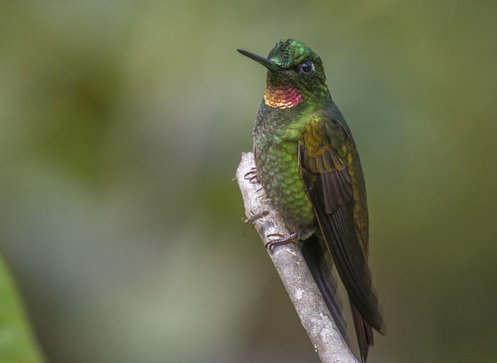 Beija Flor Exclusivo Do Brasil Tem Ligacao Com Especies Dos Andes Fauna G1