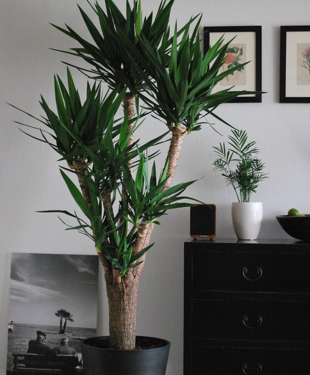 Assim como diversas outras plantas, a yucca ajuda a purificar o ar do cômodo (Foto: Pixabay/ Creative Commons) (Foto: Unsplash / Anca Gabriela Zosin / Creative Commons)