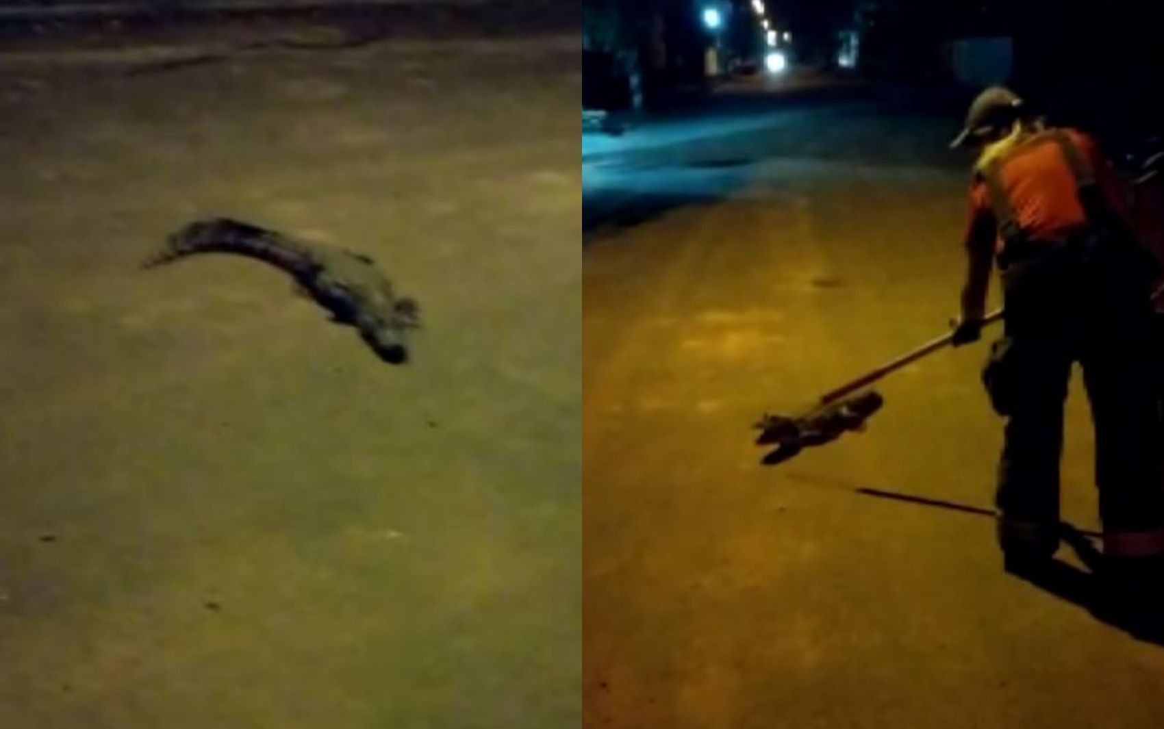 Jacaré é resgatado no meio da rua em Bebedouro, SP; VÍDEO