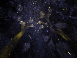 Imagem divulgada pela revista &quot;Cell&quot; mostra visuzlização em 3D de células renais destacadas com substância fluorescente em um rim intacto de roedor, submetido à técnica da transparência (Foto: AP Photo/Cell, Bin Yang, and Viviana Gradinaru via Caltech)