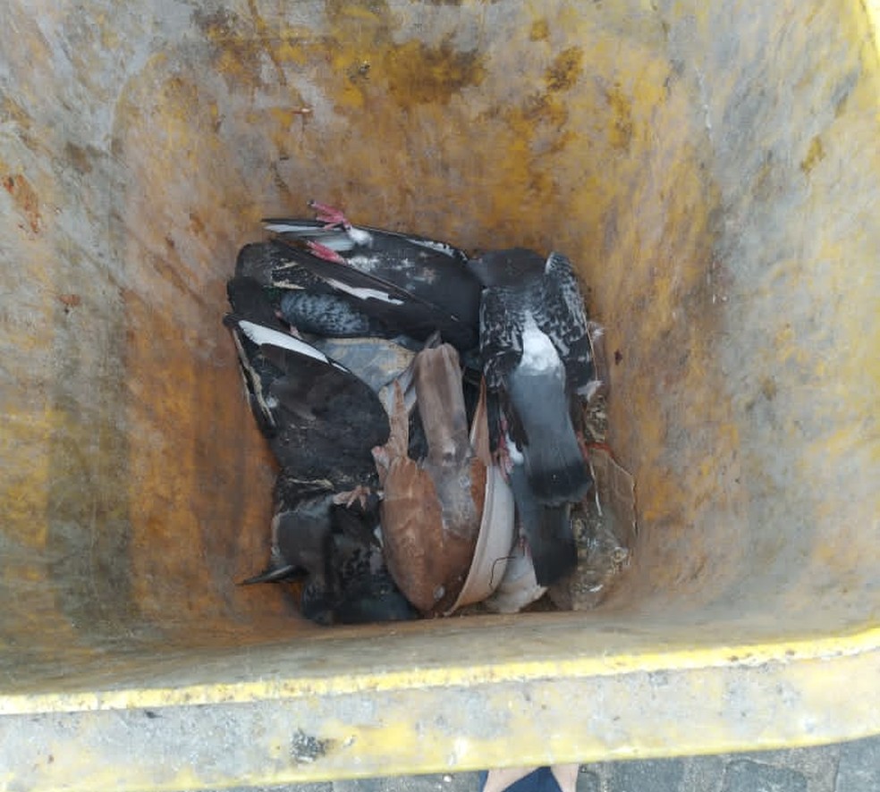 Pombos são encontrados mortos em Jacobina — Foto: Site Jacobina Notícias