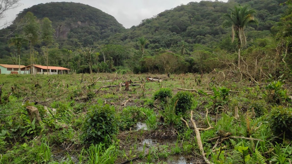 Polícia Ambiental flagra desmatamento em propriedade rural de Iguape — Foto: Divulgação/Polícia Militar Ambiental