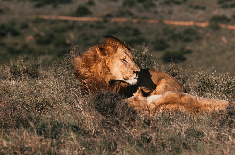 Leão selvagem mais velho do mundo é morto por um pastor de gado no Quênia.