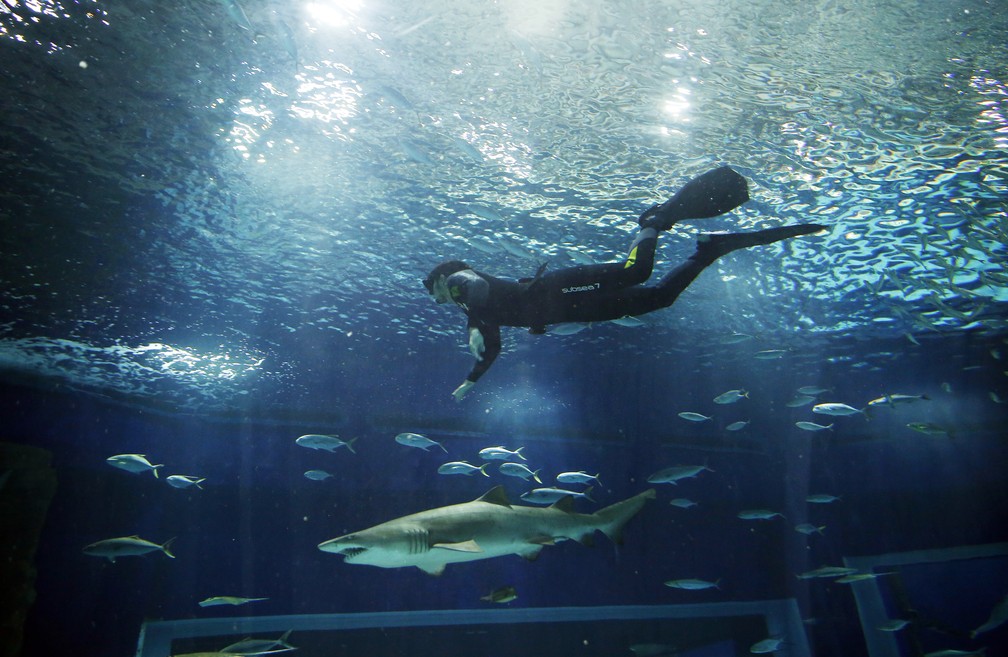 Experiência de mergulhar com tubarão será aberta ao público no futuro (Foto: Marcos Serra Lima/ G1)