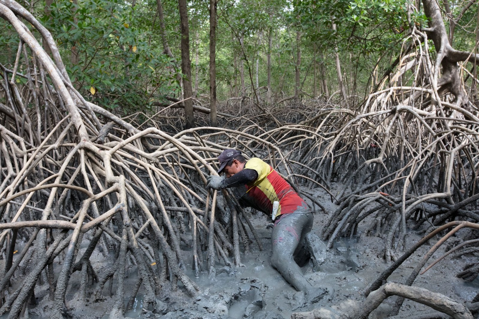 Campanha Julho Verde celebra os manguezais da Amazônia e alerta para conservação do ecossistema