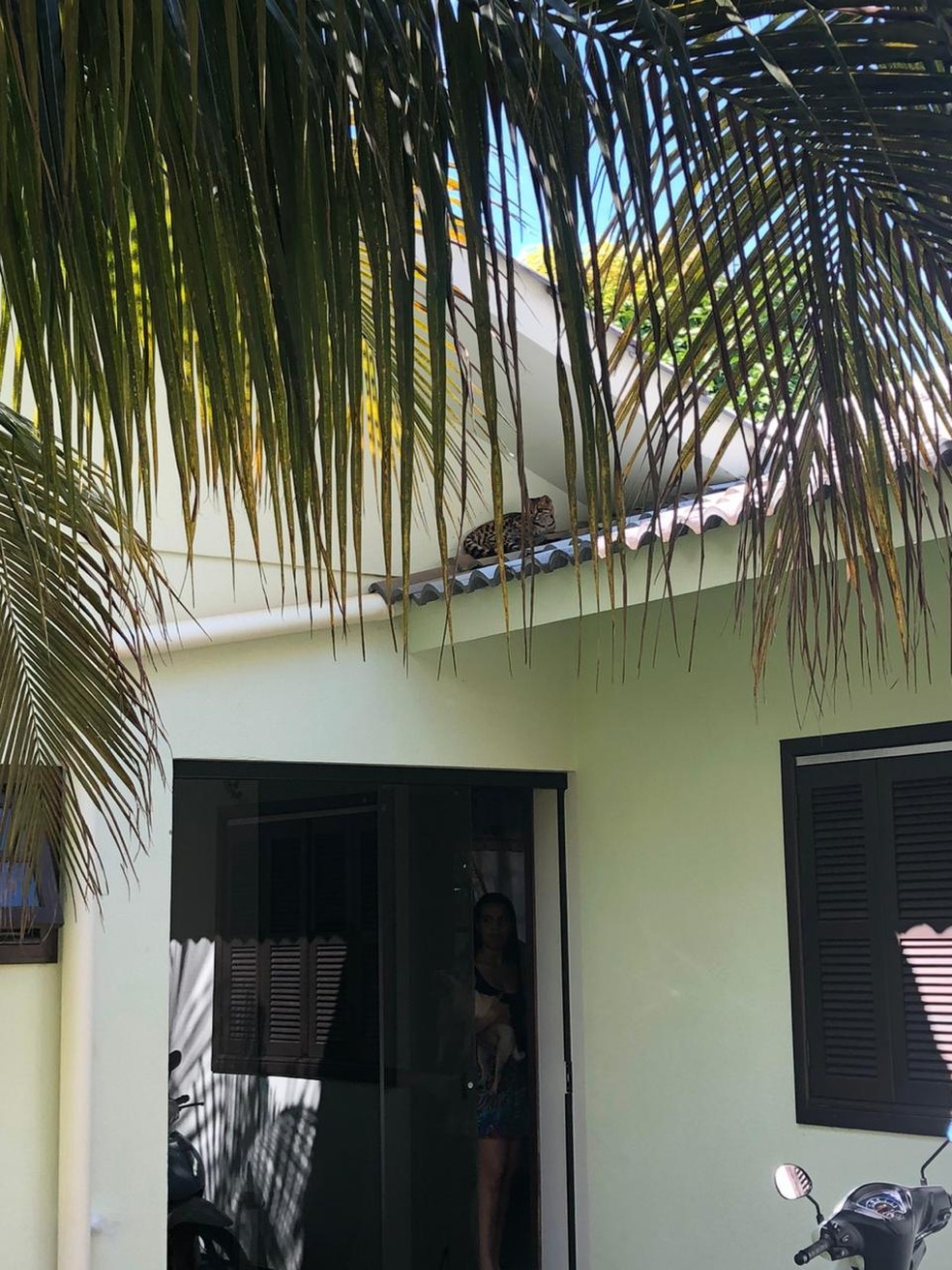 Jaguatirica foi resgatada por bombeiros em cima de árvore de casa em Sorriso — Foto: Corpo de Bombeiros de Sorriso