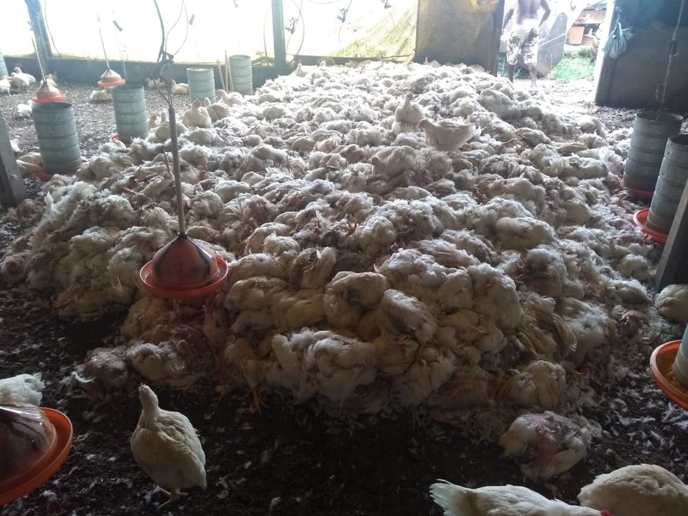 Sem alimentos, milhares de frangos morrem em granjas na BA (Foto: DivulgaÃ§Ã£o/ABA)