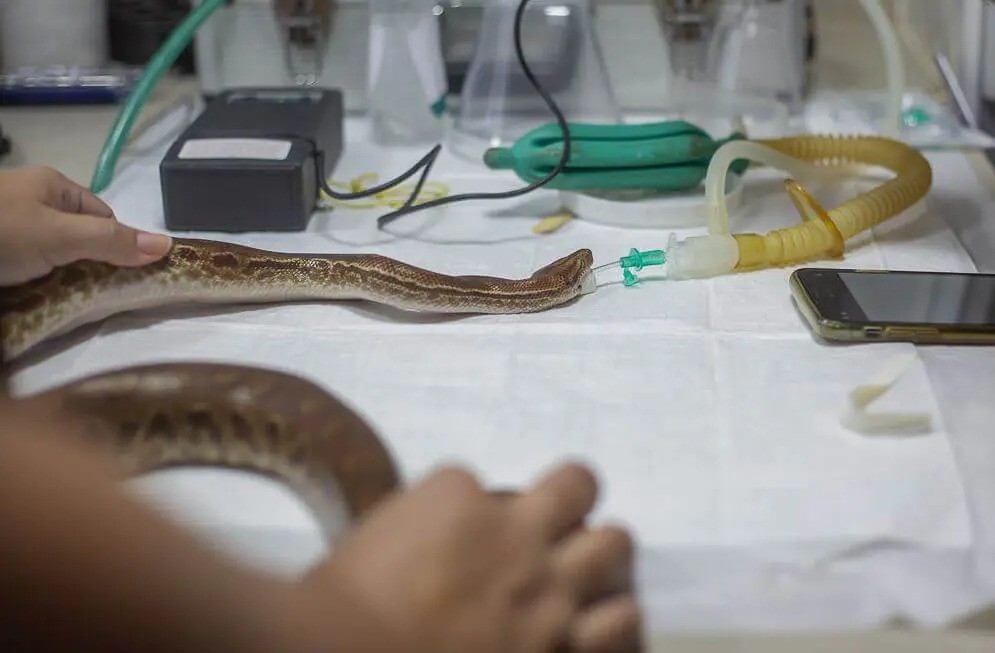 Cobra com problemas alimentares passa por endoscopia em Florianópolis; VÍDEO