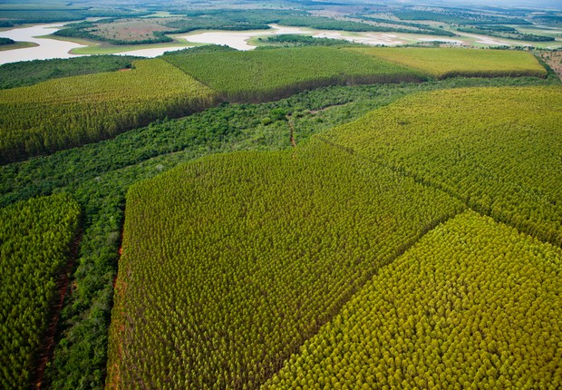 Unidade florestal de plantio de eucaliptos da empresa francesa Vallourec (Foto: Divulgação)