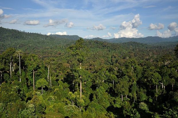 Floresta Tropical de Bornéu, uma ilha na Ásia que pertence a Brunei (Foto: T. R. Shankar Raman / Wikimedia Commons / CreativeCommons)