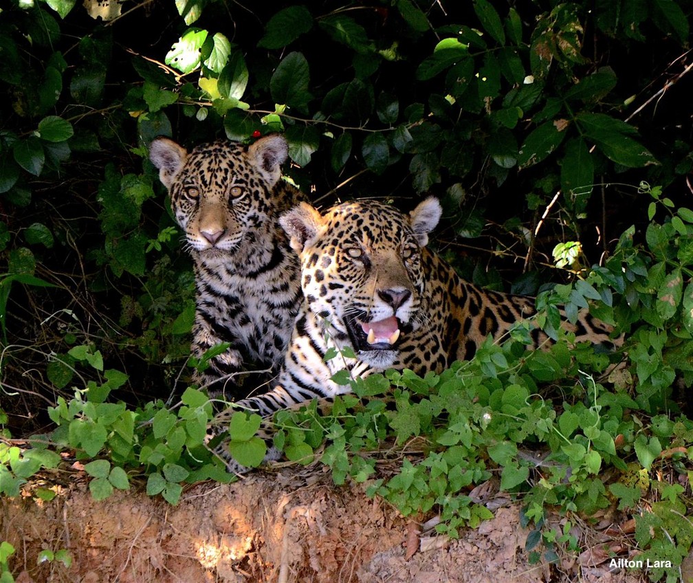Filhote de onça-pintada e a mãe são observados em Porto Jofre, no Pantanal de Mato Grosso — Foto: Ailton Lara