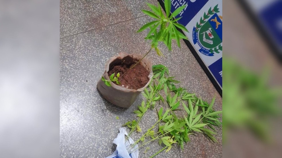 Parte do plantio de maconha encontrado na residência. — Foto: Reprodução/PolíciaMilitar