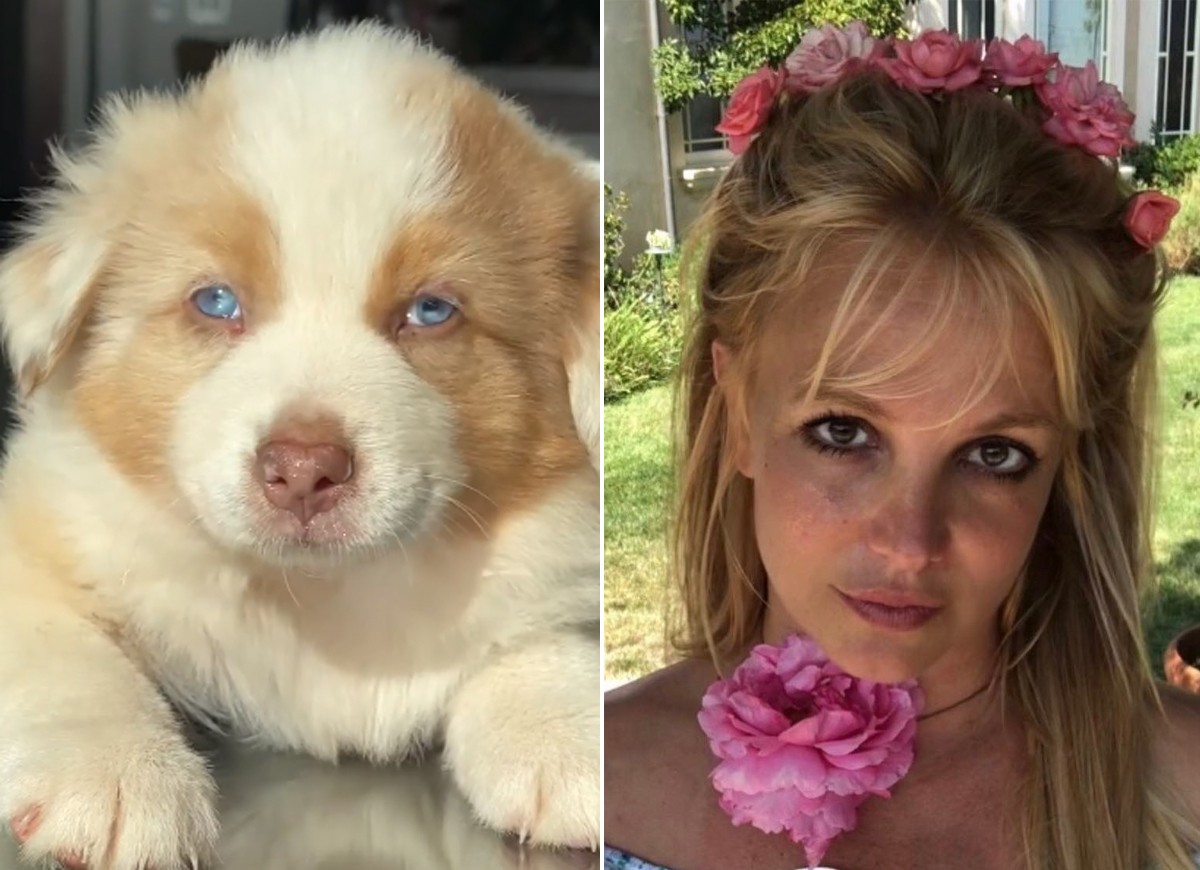 Britney Spears adota cachorrinho no Havaí (Foto: Reprodução/Instagram)