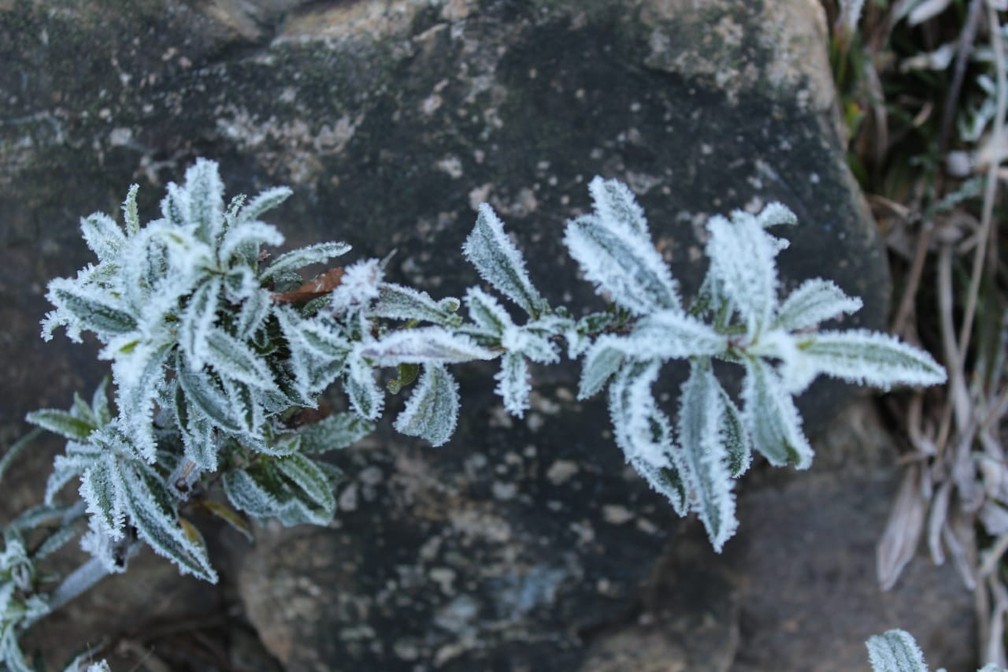 Vegetação coberta pela geada — Foto: Marleno Muniz Farias/Prefeitura de Urupema