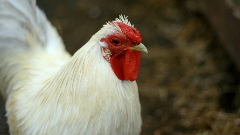 aves-frango-corte (Foto: Paul Joseph/CCommons)