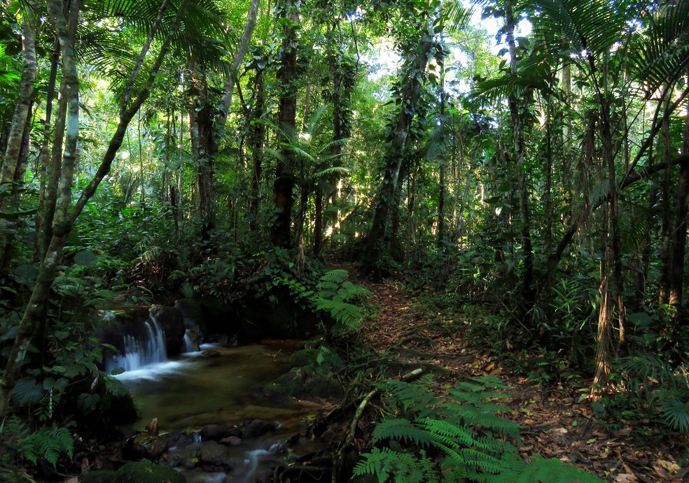 Trilha em Caraguatatuba, dentro da área do Parque Estadual da Serra do Mar, no litoral de São Paulo — Foto: Cayo Mora / Fundação Florestal / Divulgação