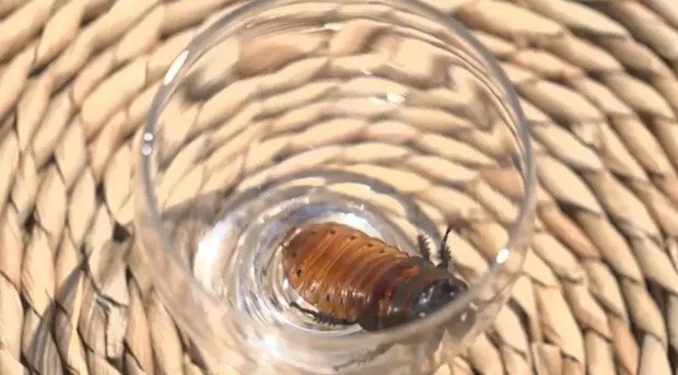 O inseto é utilizado na produção de rações para animais (Foto: TV Globo / Reprodução)