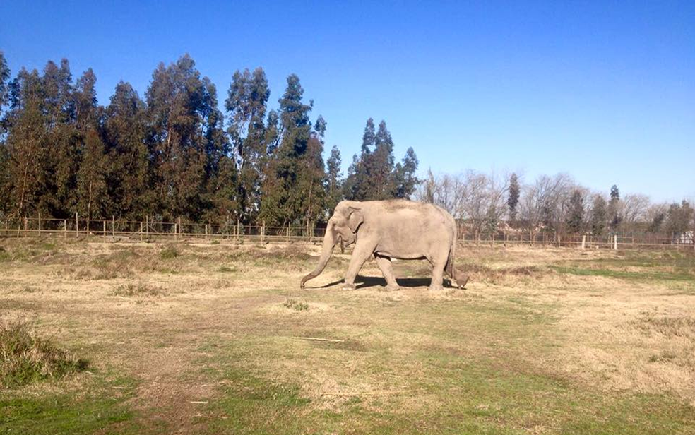 Atualmente, Ramba mora em um zoológico em uma província chilena — Foto: Global Sanctuary for Elephants/Divulgação