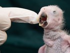 ONG alemã registra nascimento de ararinha-azul, ave ameaçada no Brasil