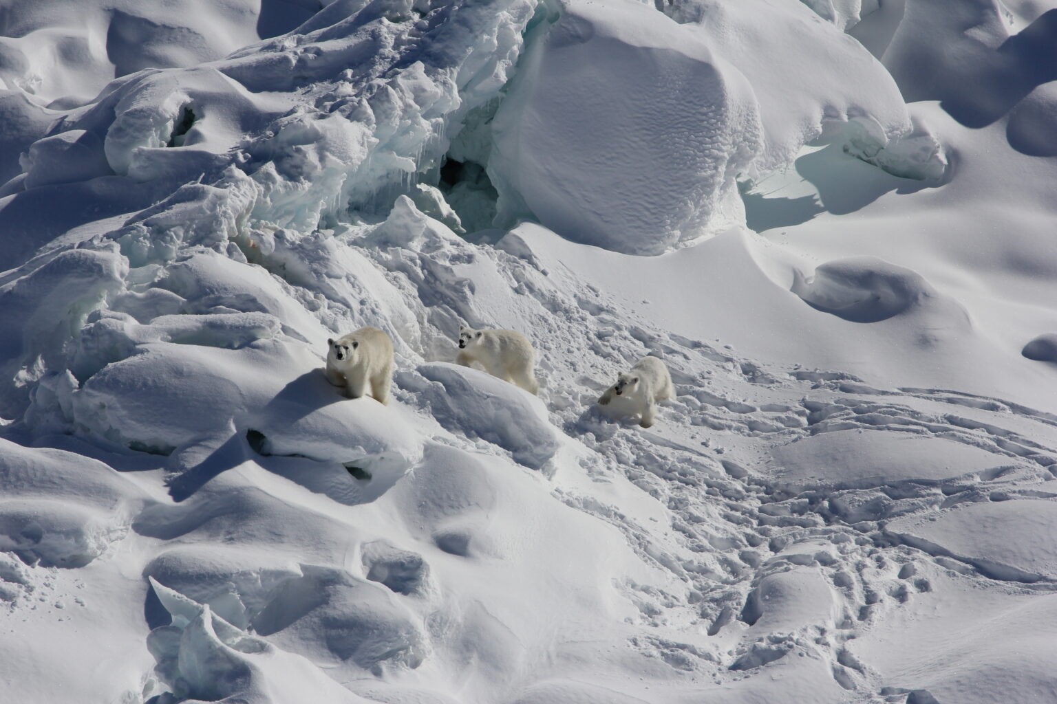 Ursa polar adulta (à esquerda) e dois filhotes de 1 ano caminham sobre o gelo de uma geleira de água doce coberta de neve no sudeste da Groenlândia em março de 2015 (Foto: Kristin Laidre/Universidade de Washington)