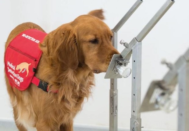 Cães participam de um estudo da Medical Detection Dogs (Foto: Medical Detection Dogs)