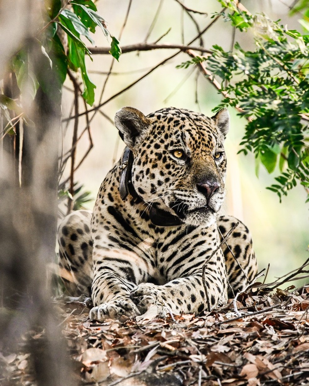 Onça-pintada no Pantanal de MT pelos olhos do fotógrafo Marcelo Oliveira — Foto: Marcelo Tchebes