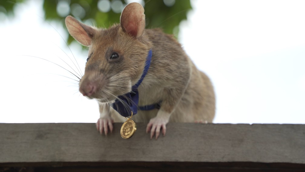 Foto divulgada pela instituição de caridade veterinária britânica PDSA mostra Magawa, um rato gigante africano, com sua medalha de ouro recebida do PDSA por seu trabalho na detecção de minas terrestres em Siem Reap, no Camboja  — Foto: Divulgação/PDSA via AFP