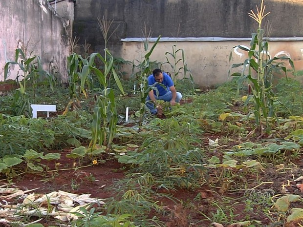 Amigos limpam lote baldio e plantam verduras para evitar focos do Aedes em Goiás (Foto: Reprodução/TV Anhanguera)
