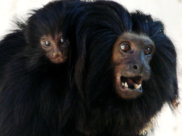 Filhote de mico-leão-preto é o novo morador no Parque Municipal de São Carlos (Foto: Pérsio Ronaldo dos Santos)