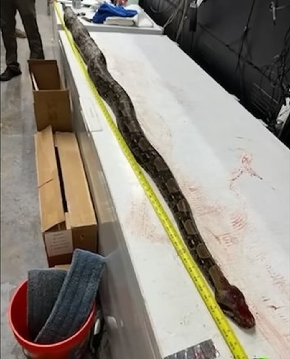 A jiboia gr&aacute;vida morta por engano por agentes ambientais na Fl&oacute;rida &mdash; Foto: Reprodu&ccedil;&atilde;o/YouTube