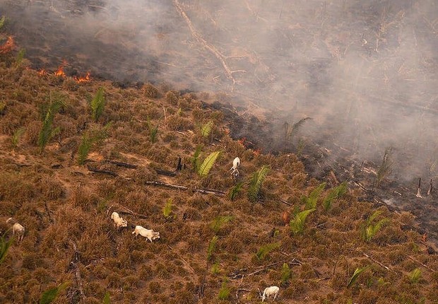 Sobrevoo do Greenpeace em fazenda na Amazônia em 2020 mostra gado sendo colocado em área recém queimad (Foto: CHRISTIAN BRAGA | GREENPEACE)