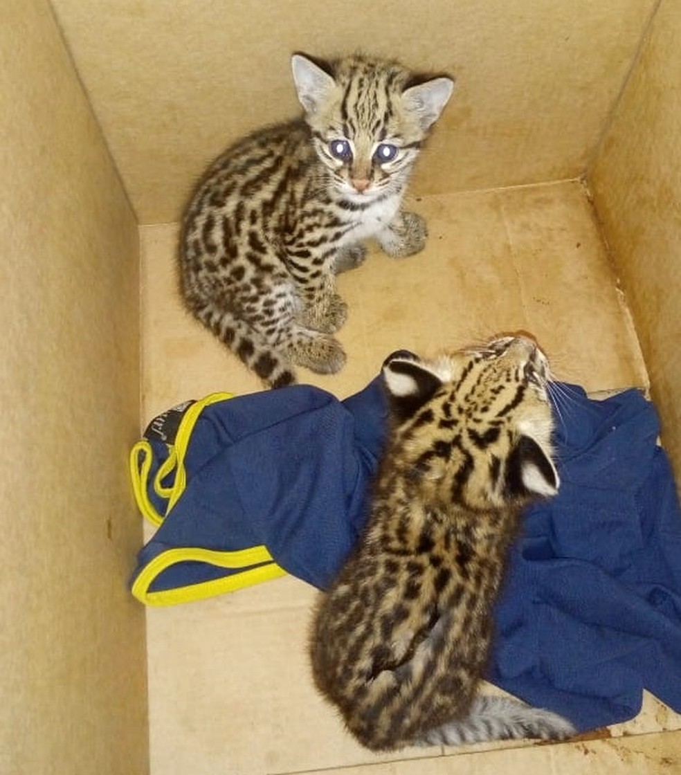 Felinos da espécie gato-do-mato foram resgatados no Conde, Litoral Sul da Paraíba — Foto: Divulgação/Polícia Ambiental da Paraíba