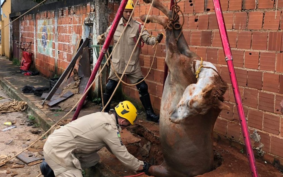 Égua resgatada de dentro de fossa de 3 metros de profundidade em Águas Lindas de Goiás — Foto: Divulgação/Corpo de Bombeiros