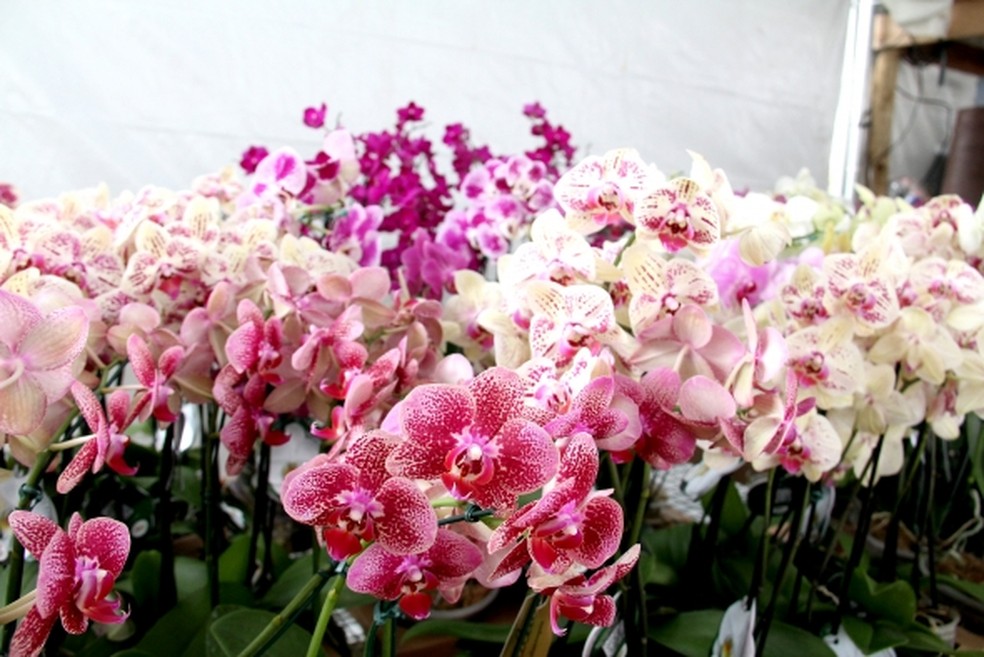 Festival tem mais de 150 espécies de orquídeas com preços que variam de R$  20 a R$ 65 em Cuiabá | Mato Grosso | G1