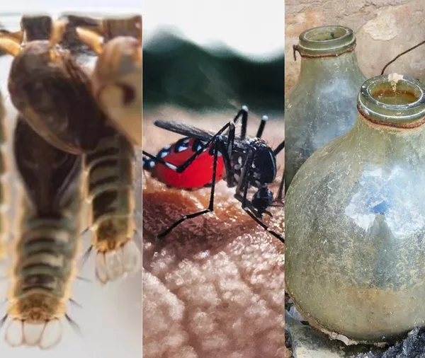 Aedes Aegypti Entenda O Ciclo De Vida Do Mosquito E Como Evitar A Proliferacao Maxima Protecao Nao Custa Caro G1