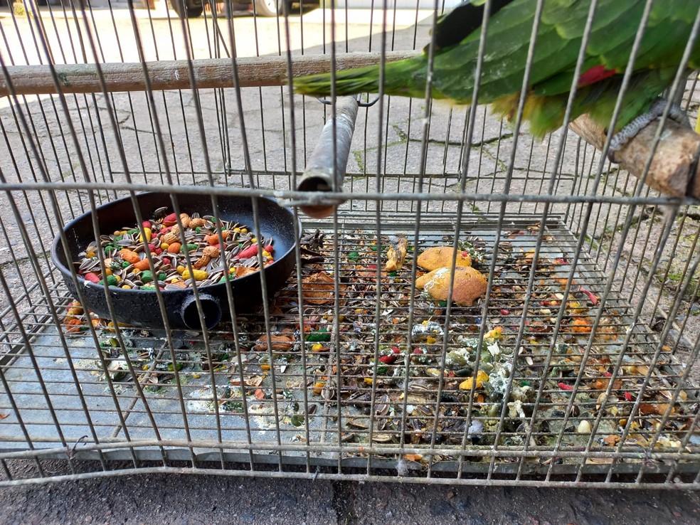 Segundo polícia, aves estavam sendo cuidadas por vizinhos — Foto: Polícia Civil/ Divulgação 