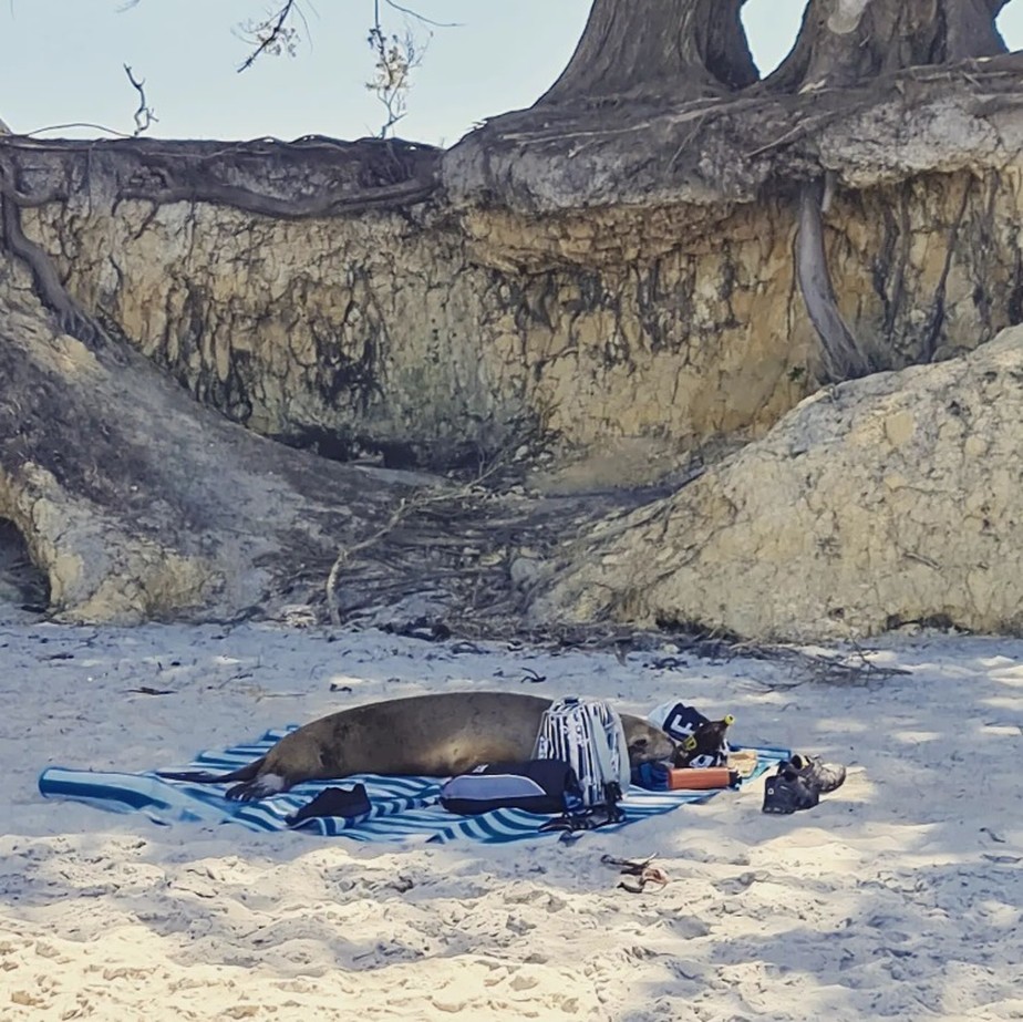 Leão-marinho descansa em toalha de piquenique na Nova Zelândia
