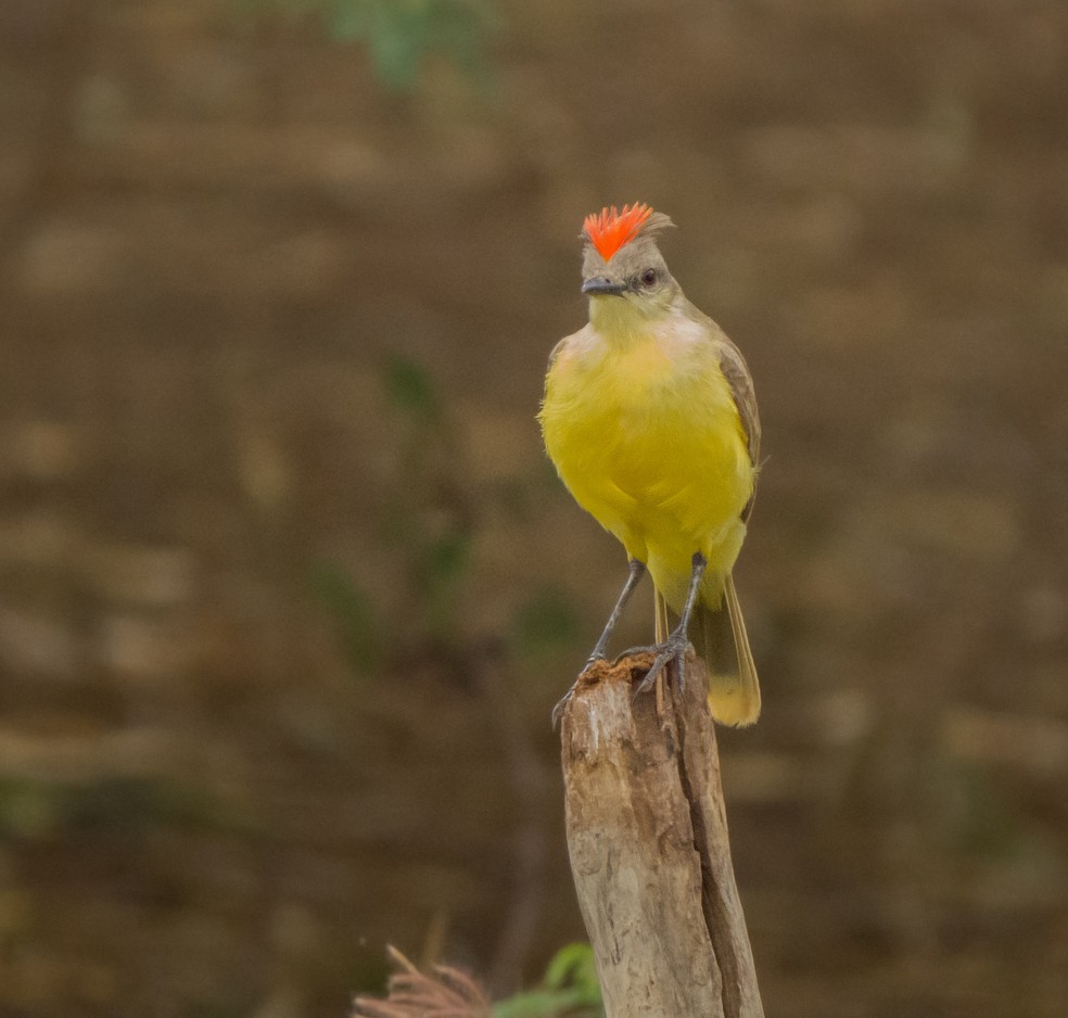 O suiriri-cavaleiro (Machetornis rixosa) recebe esse nome pelo comportamento de seguir mamíferos grandes para capturar carrapatos e outros parasitas — Foto: Breno Farias/VC no TG