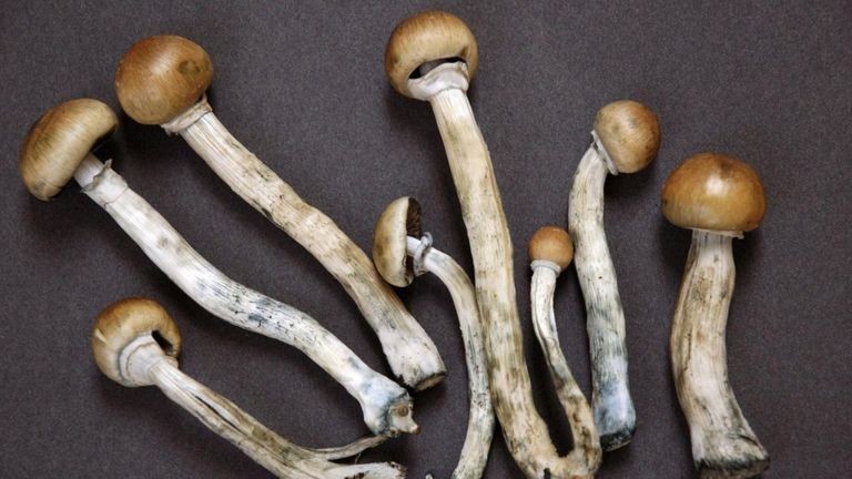 A psilocibina, ou 'cogumelos mágicos', recebeu uma permissão dos EUA para pesquisa clínica para usos médicos (Foto: Getty Images via BBC News Brasil)
