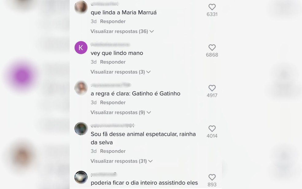 Coment&aacute;rios de internautas sobre v&iacute;deo de on&ccedil;as nadando &mdash; Foto: Reprodu&ccedil;&atilde;o/Tik Tok