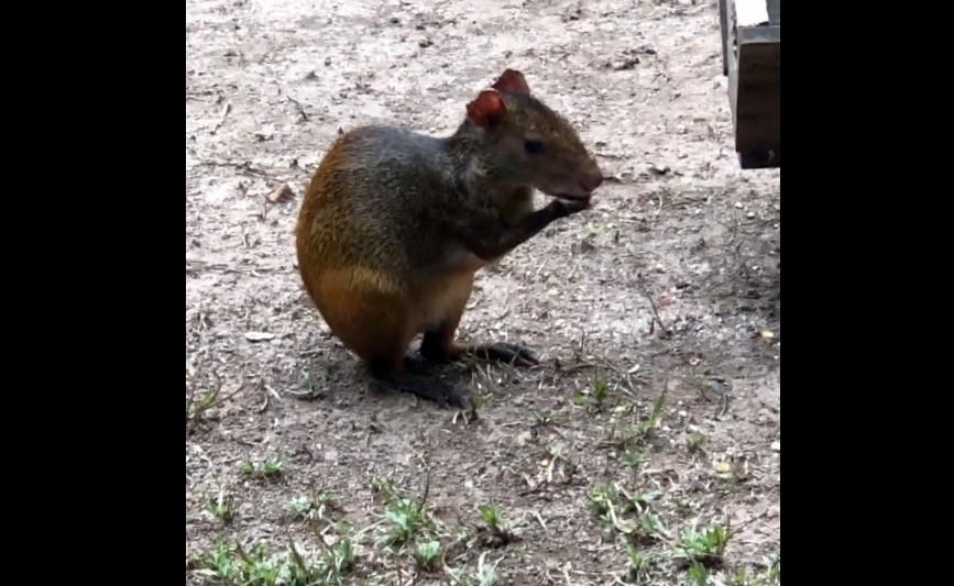VÍDEO: Animais se refugiam em centro de pesquisa para buscar comida e fugir de enchente na Ilha do Bananal