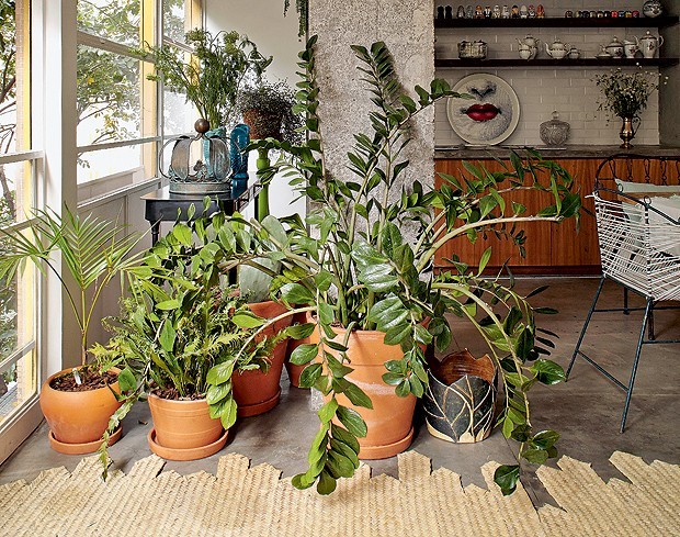 20 plantas para cultivar em ambientes fechados - Casa e Jardim